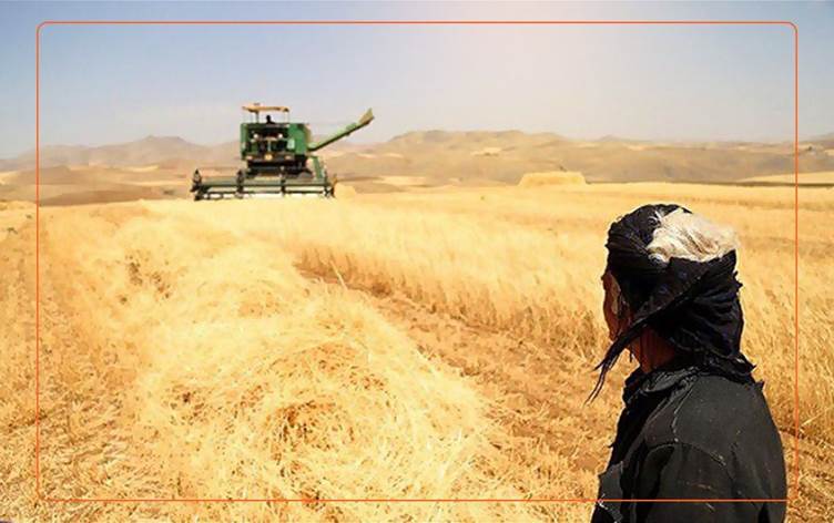 زیانی پتر له‌ ٢ هه‌زار ملیار تمه‌نی جووتیارانی پارێزگای سنه‌ به‌