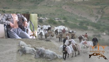 دەست گرتنی هێزه‌كانی ڕژیم بە سەر ئاژەڵی کاسبکاران لە مەریوان 3