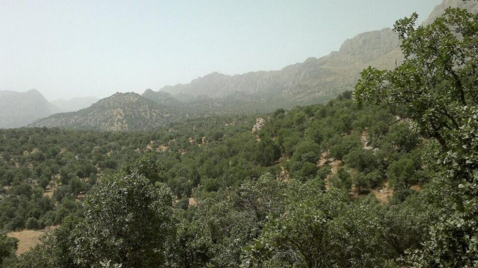 چاندنی نه‌مامی به‌ڕوو له‌لایه‌ن چالاكانی ژینگه‌یی له‌ كرماشان