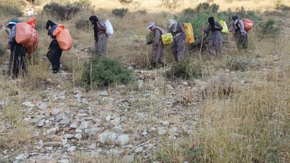 چۆنه‌سه‌ره‌وه‌ی ڕێژه‌ی ژنان و منداڵانی كۆڵبه‌ر له‌ سنووره‌كانی كوردستان