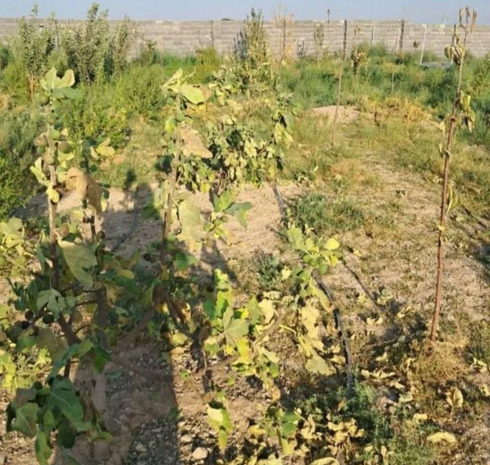 ناڕه‌زایه‌تی كه‌شاوه‌رزانی ورمێ له‌ ئاست بڕینی به‌رده‌وامی كاره‌با