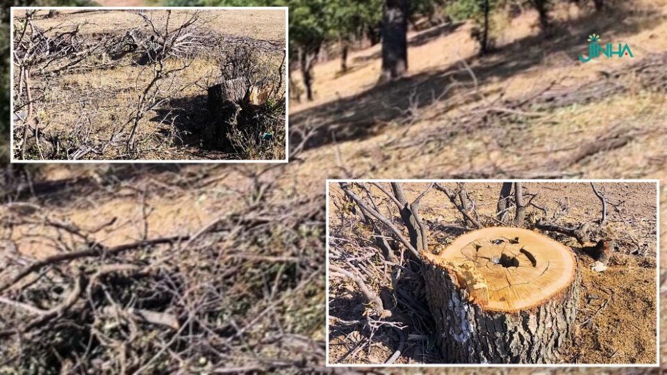 بڕینه‌وه‌ی دارستانه‌كان له‌ سه‌رده‌شت و ناڕه‌زایه‌تی ژینگه‌دۆستان