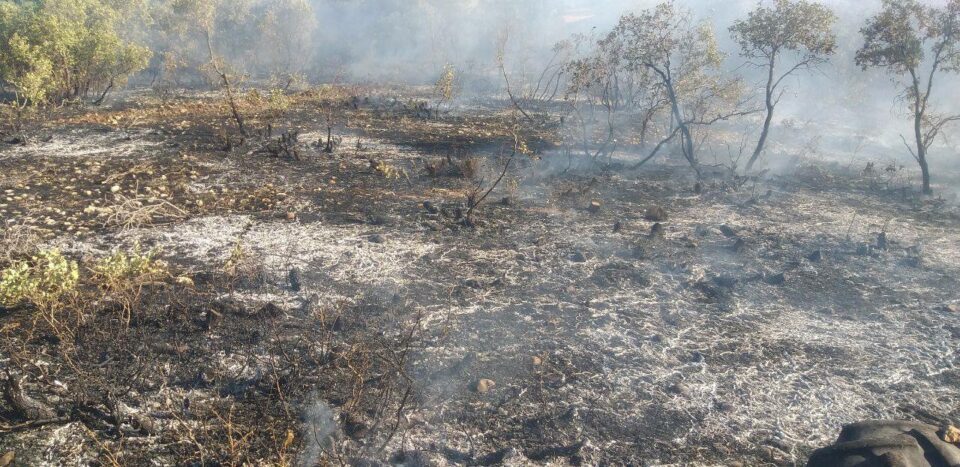 سووتانی دارستانه‌كانی ناوچه‌ی سێچكانی مه‌له‌كشایی له‌ ئیلام 1