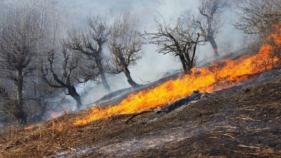 ئاگر گرتنی شاخی چەرمین سەر بە شاری چەرداوڵی ئیلام 2