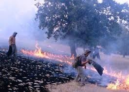 سووتانی ده‌یان هێكتار له‌ دارستانه‌كانی جوانڕۆ