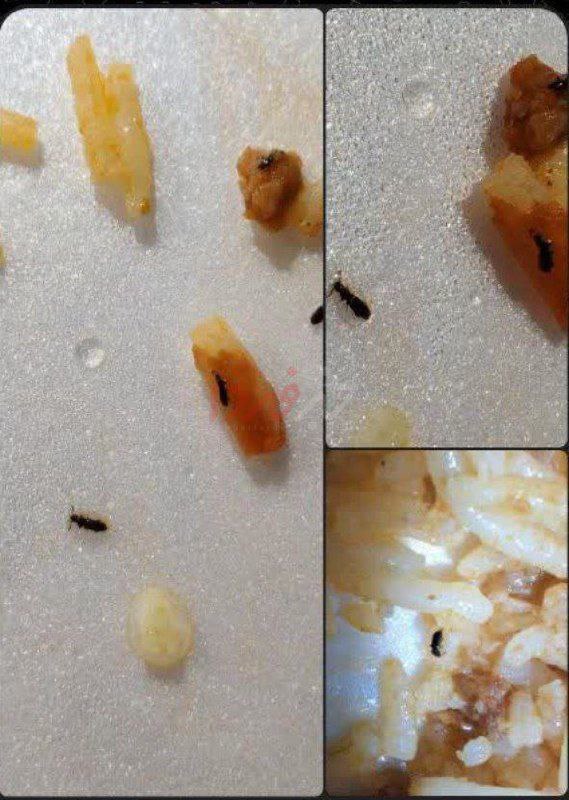 ناڕه‌زایه‌تی خوێندكارانی زانكۆی فه‌رهه‌نگیانی بێهێشتی زه‌نجان