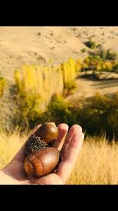 به‌ڕێوه‌چوونی هه‌ڵمه‌تی زاگرۆسانه‌ له‌ گوندی نێی مه‌ریوان