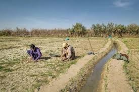 زیانی گەورەی جووتیارانی بەلوچ لە ژێر سێبەری سیاسەتی ناکارامەی ڕژیمدا