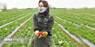 نیگەرانیی جووتیاران سەبارەت بە نەدرانی شایستە داراییەکانیان
