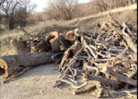 بڕینەوەی سەدان دار بەڕوو لە بانە لە لایەن نەیارانی ژینگەوە 1