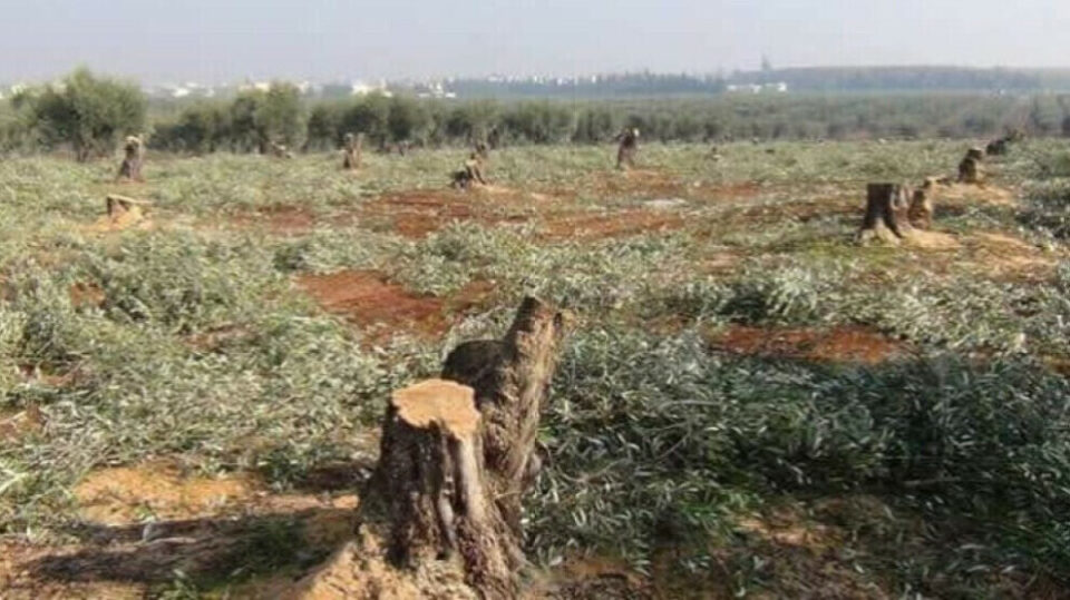 بڕینی زیاتر لە ٥٠٠ داری زەیتوون لە ڕۆژئاوای کوردستان لەلایەن سوپای