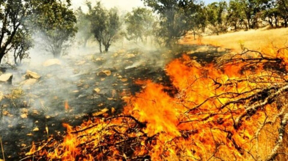 له‌ناوبردنی دارستانه‌كانی داڵاهوو و جوانڕۆ له‌لایه‌ن دۆژمنانی ژینگه‌