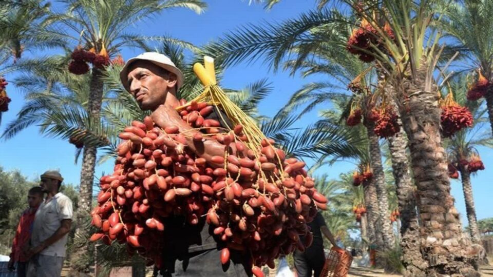 به‌ڕێوه‌چوونی یه‌كه‌مین فستیواڵی خورما له‌ قه‌سری شیرین 1