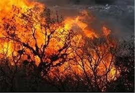 سووتانی دارستانه‌كانی دۆڵی ئه‌رخه‌وان له‌ ئیلام