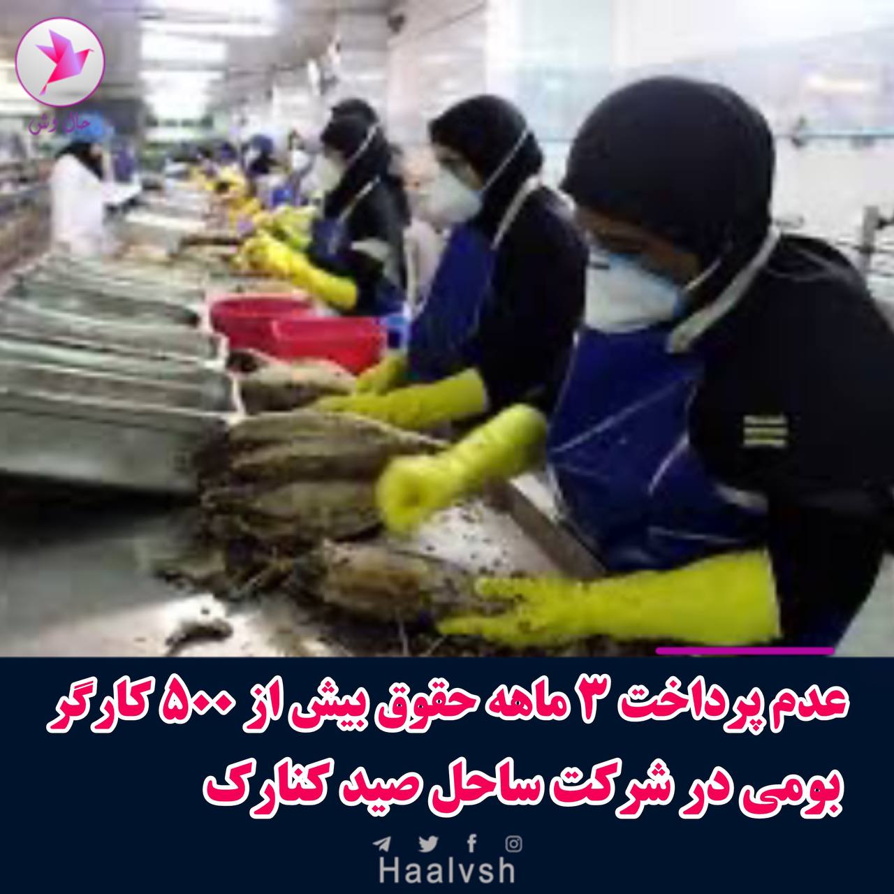 ناڕه‌زایه‌تی كرێكارانی شاغڵ له‌ شیركه‌تی ساحلی كۆناره‌ك